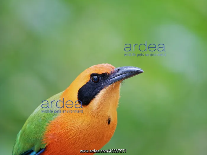: Rufous Motmot - close up Baryphthengus martii Ec : Rufous Motmot - close up Baryphthengus martii Ec