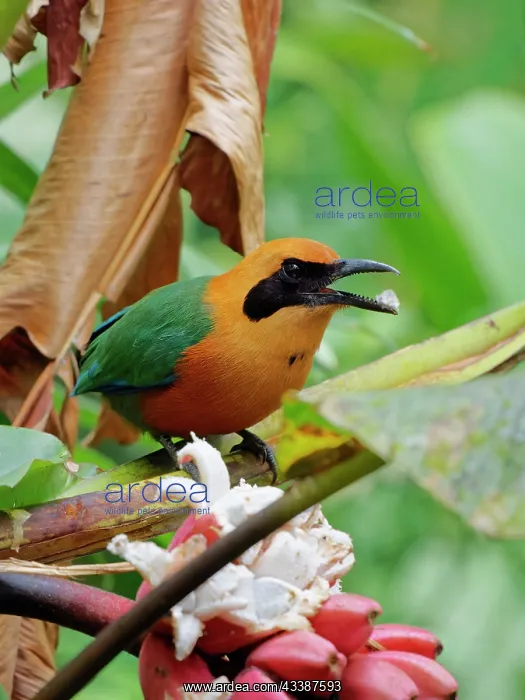 : Rufous Motmot - feeding Baryphthengus martii Ecu : Rufous Motmot - feeding Baryphthengus martii Ecu
