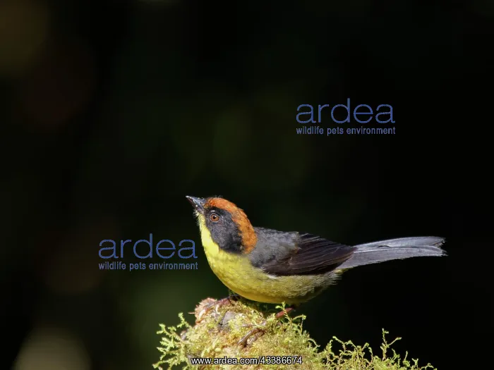 : Rufous Naped Brushfinch Atlapetes rufinucha Ecua : Rufous Naped Brushfinch Atlapetes rufinucha Ecua
