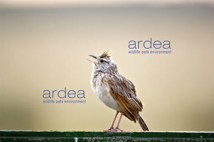 : Rufous-naped Lark - Male singing : Rufous-naped Lark - Male singing