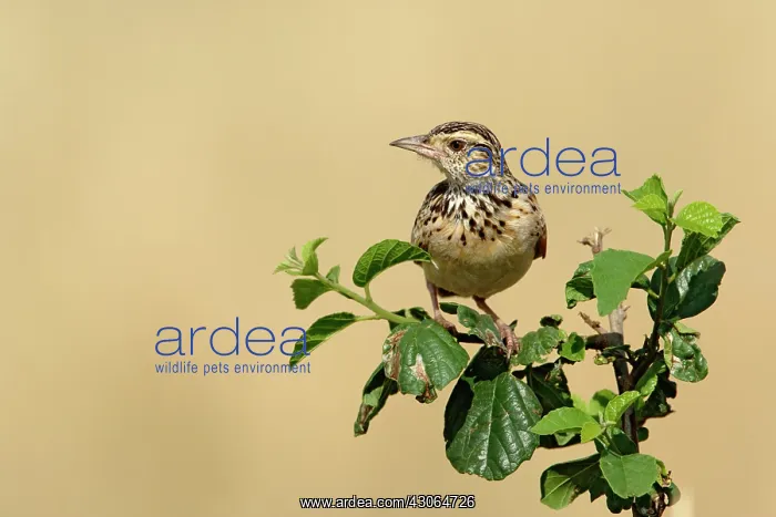 : Rufous-naped Lark, Mirafra africana, Masai : Rufous-naped Lark, Mirafra africana, Masai