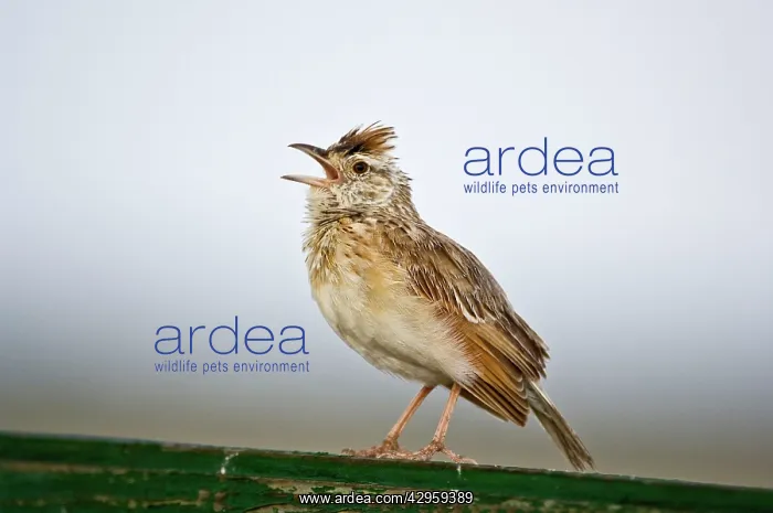 : Rufous-naped Lark - Sitting on fence singing : Rufous-naped Lark - Sitting on fence singing