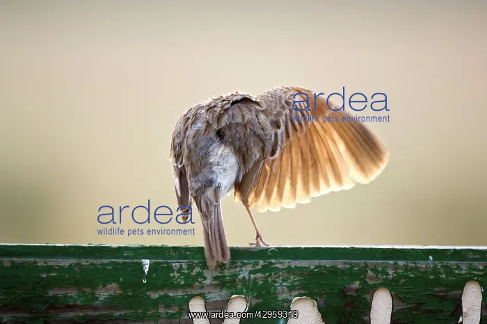 : Rufous-naped Lark - Back view with wing extended : Rufous-naped Lark - Back view with wing extended