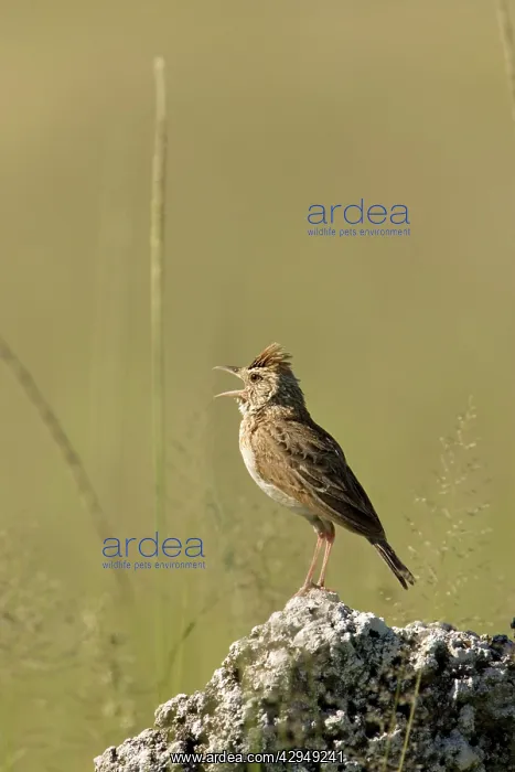 : Rufous-Naped Lark (Western Form) - Singing from : Rufous-Naped Lark (Western Form) - Singing from