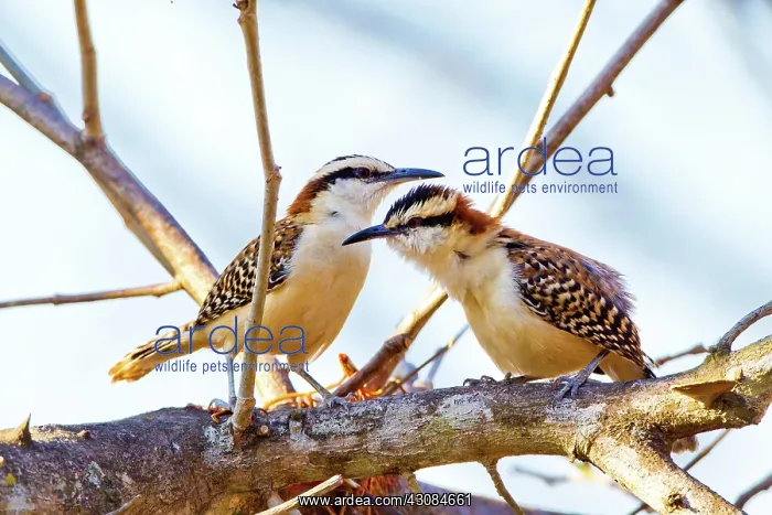 : Rufous-naped Wren : Rufous-naped Wren