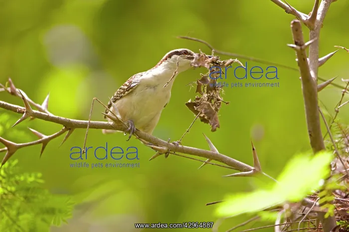 : Rufous-naped Wren - building nest : Rufous-naped Wren - building nest