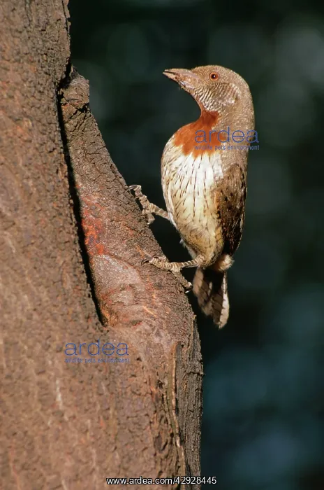 : Rufous-necked / Red-breasted WRYNECK - perched in tree : Rufous-necked / Red-breasted WRYNECK - perched in tree