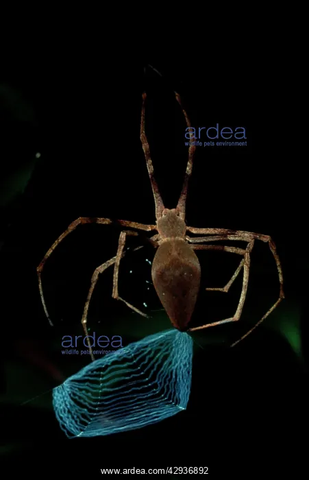 : Rufous net-casting spider - female finishing the : Rufous net-casting spider - female finishing the