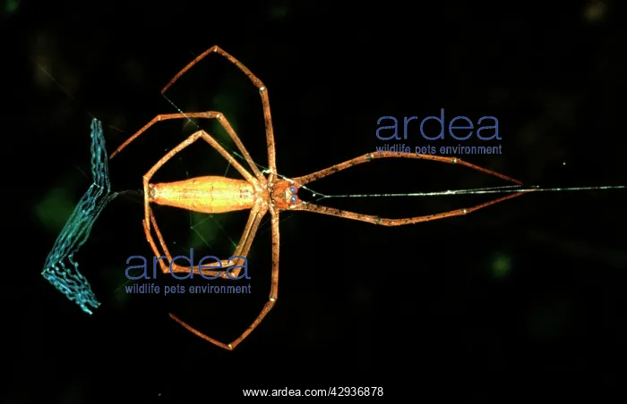 : Rufous net-casting spider - female making net : Rufous net-casting spider - female making net