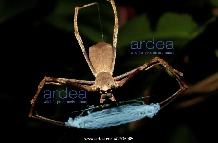 : Rufous net-casting spider - female with net folded : Rufous net-casting spider - female with net folded