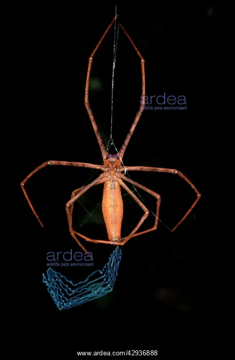 : Rufous net-casting spider - female starting to : Rufous net-casting spider - female starting to