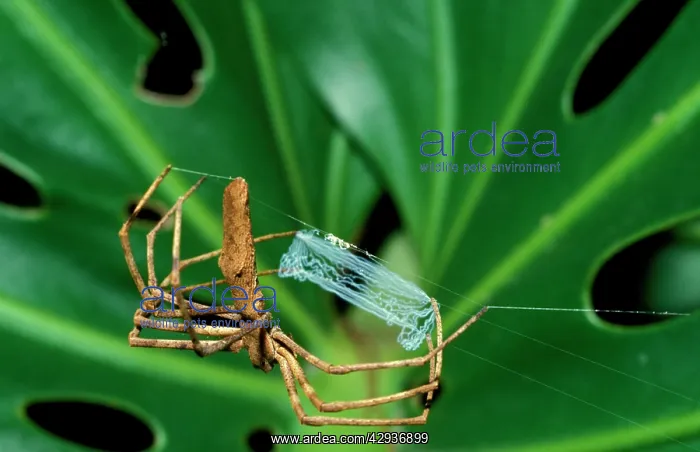 : Rufous net-casting spider - female starting net : Rufous net-casting spider - female starting net