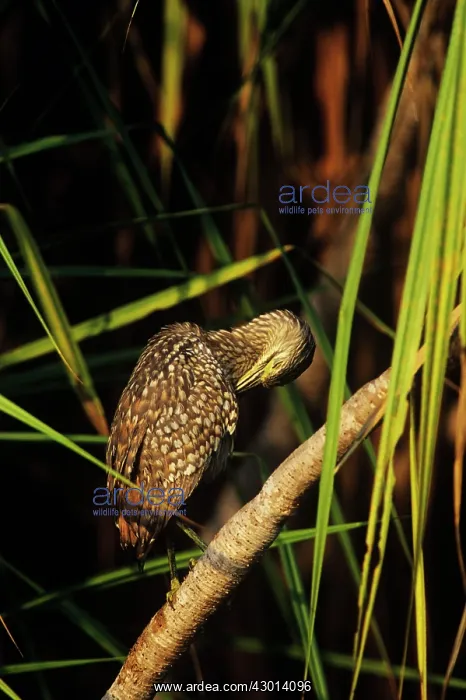 : Rufous Night Heron - juvenile preening : Rufous Night Heron - juvenile preening