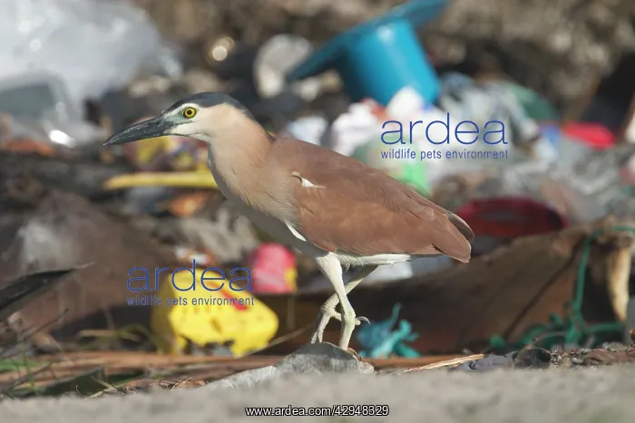 : Rufous Night Heron / Nankeen Night Heron - adult : Rufous Night Heron / Nankeen Night Heron - adult