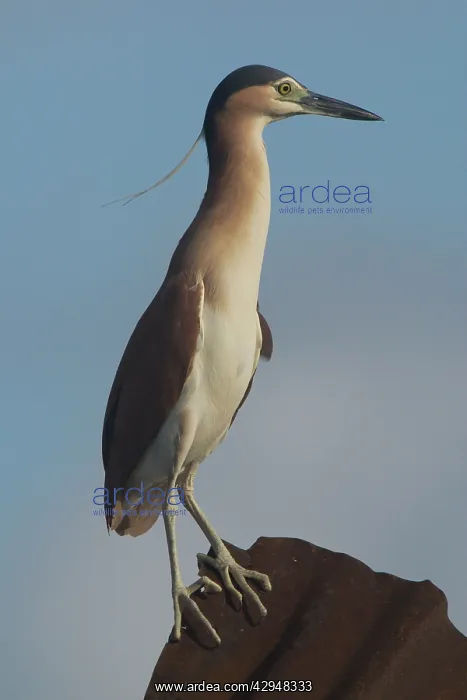 : Rufous Night Heron / Nankeen Night Heron - Adult : Rufous Night Heron / Nankeen Night Heron - Adult