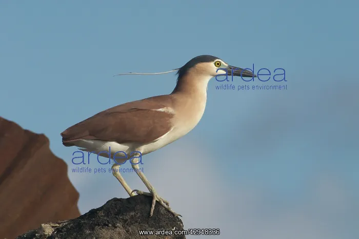 : Rufous Night Heron / Nankeen Night Heron - Adult : Rufous Night Heron / Nankeen Night Heron - Adult