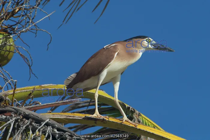 : Rufous Night Heron / Nankeen Night Heron - Adult : Rufous Night Heron / Nankeen Night Heron - Adult