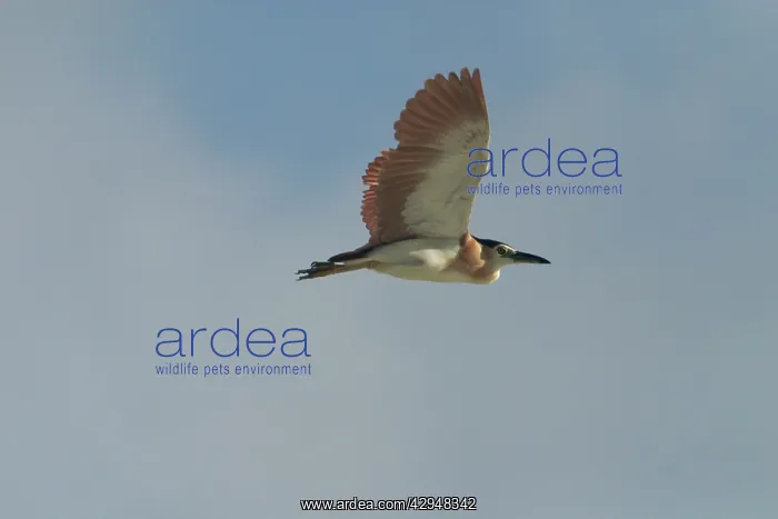 : Rufous Night Heron / Nankeen Night Heron - in flight : Rufous Night Heron / Nankeen Night Heron - in flight