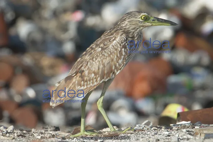 : Rufous Night Heron / Nankeen Night Heron - Juvenile : Rufous Night Heron / Nankeen Night Heron - Juvenile