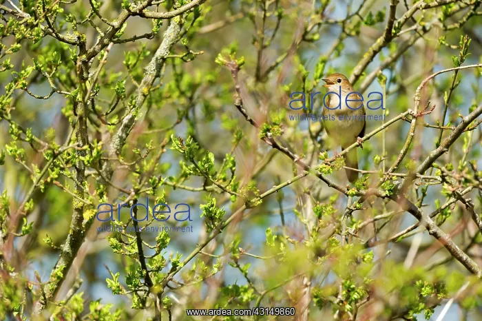 : Rufous Nightingale (Luscinia megarhynchos) singing : Rufous Nightingale (Luscinia megarhynchos) singing