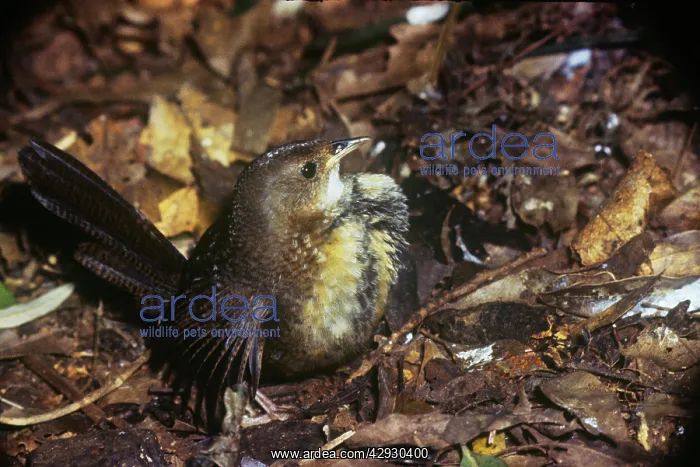 : Rufous Scrub Bird : Rufous Scrub Bird