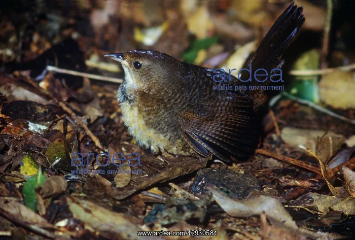 : Rufous Scrub Bird - on ground : Rufous Scrub Bird - on ground