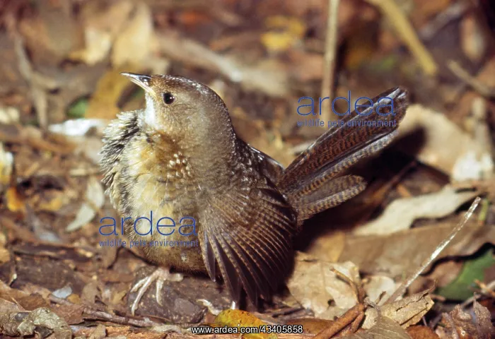 : RUFOUS SCRUB BIRD / Rufous-Scrub bird : RUFOUS SCRUB BIRD / Rufous-Scrub bird