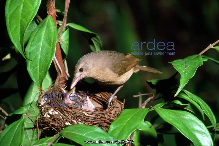 : Rufous Shrike-thrush - adult at nest with young : Rufous Shrike-thrush - adult at nest with young