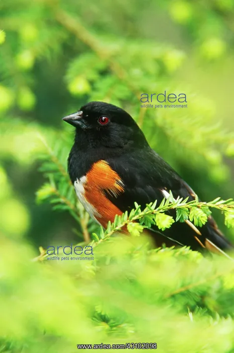 : Rufous-sided Towhee : Rufous-sided Towhee