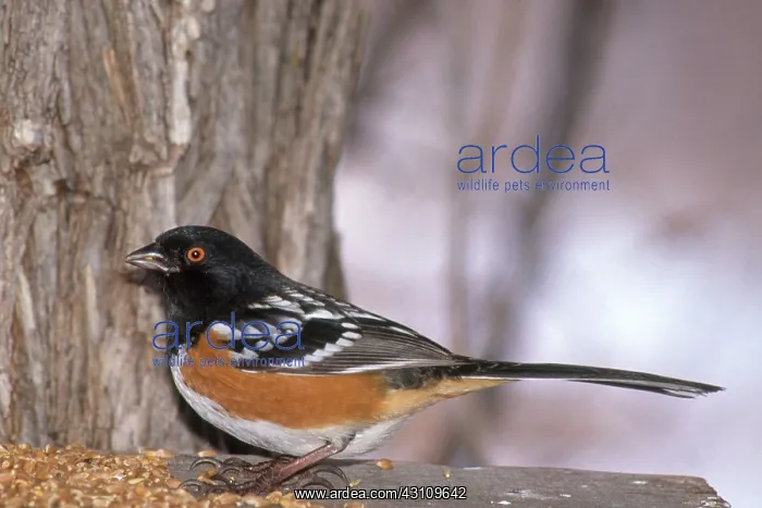 : Rufous-sided Towhee : Rufous-sided Towhee