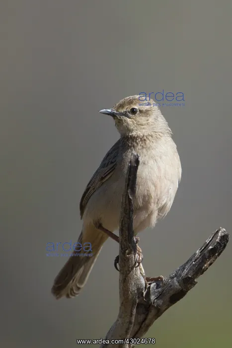 : Rufous Songlark perched on a branch Papunya Northern : Rufous Songlark perched on a branch Papunya Northern