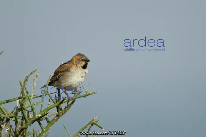 : Rufous Sparrow : Rufous Sparrow