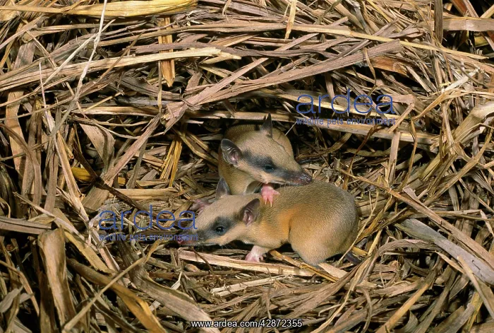 : Rufous Spiny Bandicoot - Young in nest : Rufous Spiny Bandicoot - Young in nest