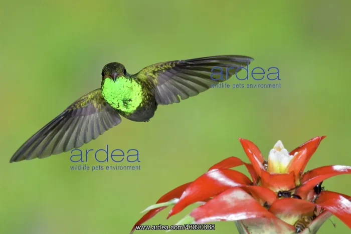 : Rufous-tailed Hummer-Ecuador : Rufous-tailed Hummer-Ecuador