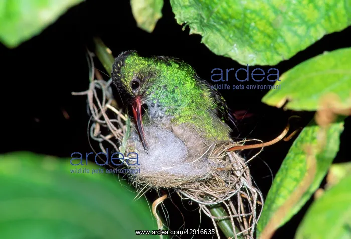 : RUFOUS-TAILED HUMMINGBIRD : RUFOUS-TAILED HUMMINGBIRD