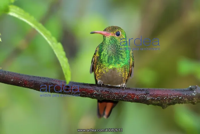 : Rufous-tailed Hummingbird : Rufous-tailed Hummingbird
