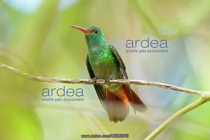 : Rufous-tailed Hummingbird : Rufous-tailed Hummingbird