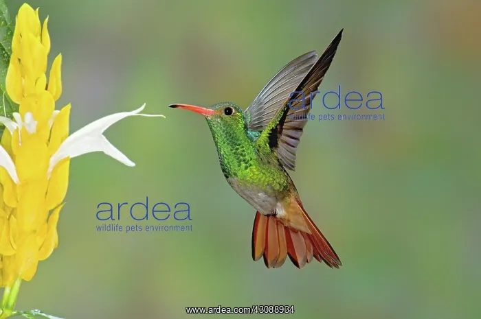 : Rufous-tailed Hummingbird : Rufous-tailed Hummingbird