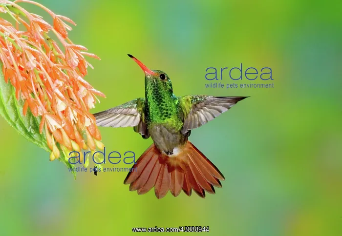 : Rufous-tailed Hummingbird : Rufous-tailed Hummingbird