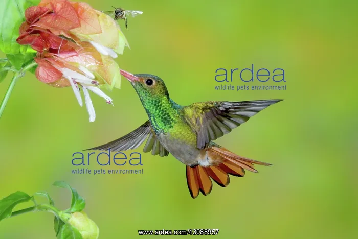 : Rufous-tailed Hummingbird : Rufous-tailed Hummingbird