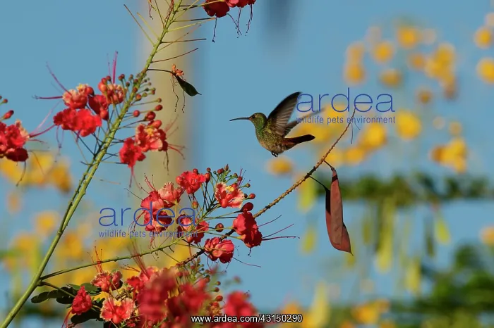 : Rufous-tailed Hummingbird : Rufous-tailed Hummingbird