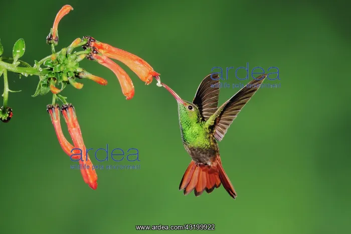 : Rufous-tailed Hummingbird (Amazilia tzacatl), adult : Rufous-tailed Hummingbird (Amazilia tzacatl), adult