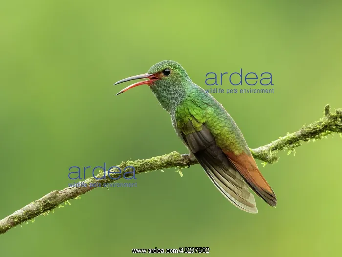 : Rufous-tailed Hummingbird (Amazilia tzacatl), male, Panama : Rufous-tailed Hummingbird (Amazilia tzacatl), male, Panama