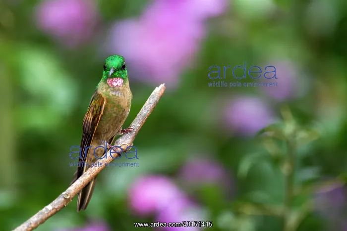 : Rufous-tailed hummingbird (Amazilia tzacatl) male : Rufous-tailed hummingbird (Amazilia tzacatl) male
