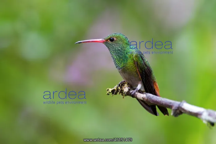 : Rufous-tailed hummingbird (Amazilia tzacatl) male : Rufous-tailed hummingbird (Amazilia tzacatl) male