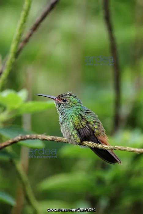 : Rufous-tailed hummingbird Amazilia tzacatl A medium-si : Rufous-tailed hummingbird Amazilia tzacatl A medium-si