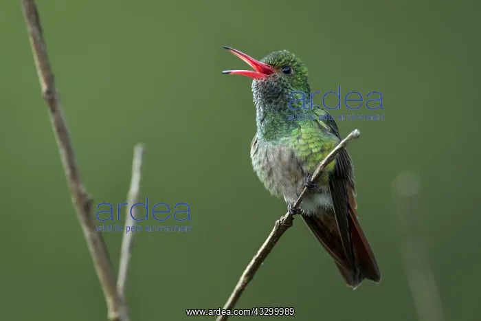 : Rufous-tailed Hummingbird (Amazilia tzacatl) Tatama : Rufous-tailed Hummingbird (Amazilia tzacatl) Tatama