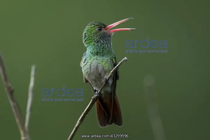 : Rufous-tailed Hummingbird (Amazilia tzacatl) Tatama : Rufous-tailed Hummingbird (Amazilia tzacatl) Tatama