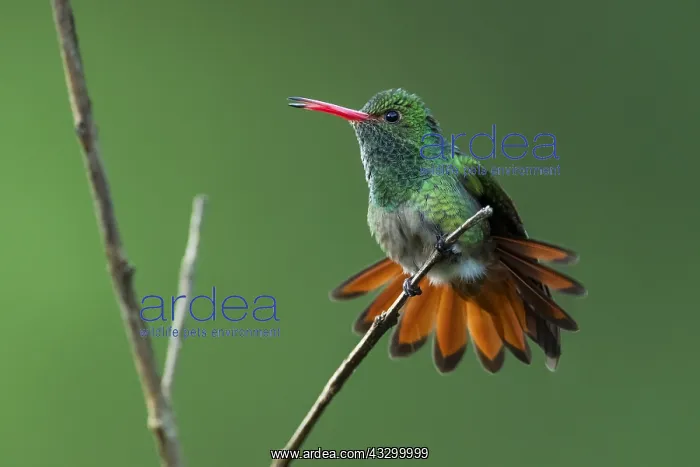 : Rufous-tailed Hummingbird (Amazilia tzacatl) Tatama : Rufous-tailed Hummingbird (Amazilia tzacatl) Tatama