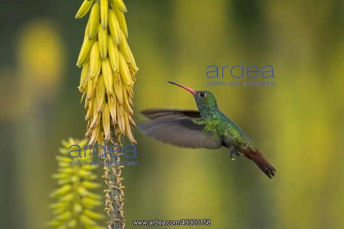 : Rufous-tailed Hummingbird (Amazilia tzacatl) Valle : Rufous-tailed Hummingbird (Amazilia tzacatl) Valle